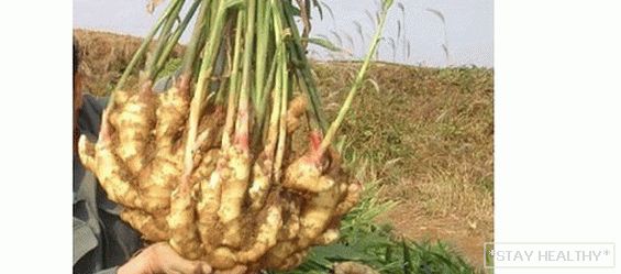 Имбирь на грядке. Zingiber officinale/ имбирь. Zingiber officinale. Имбирь в домашнем горшке. Имбирь тепличный.